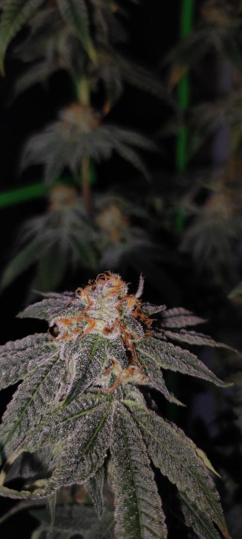 Gorilla Candy. Week 14