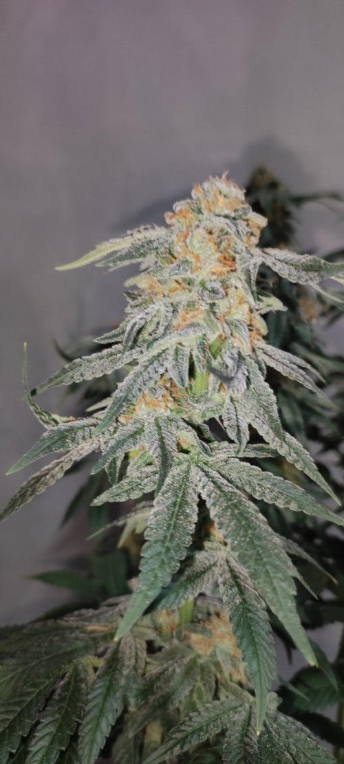 Gorilla Candy. Week 14