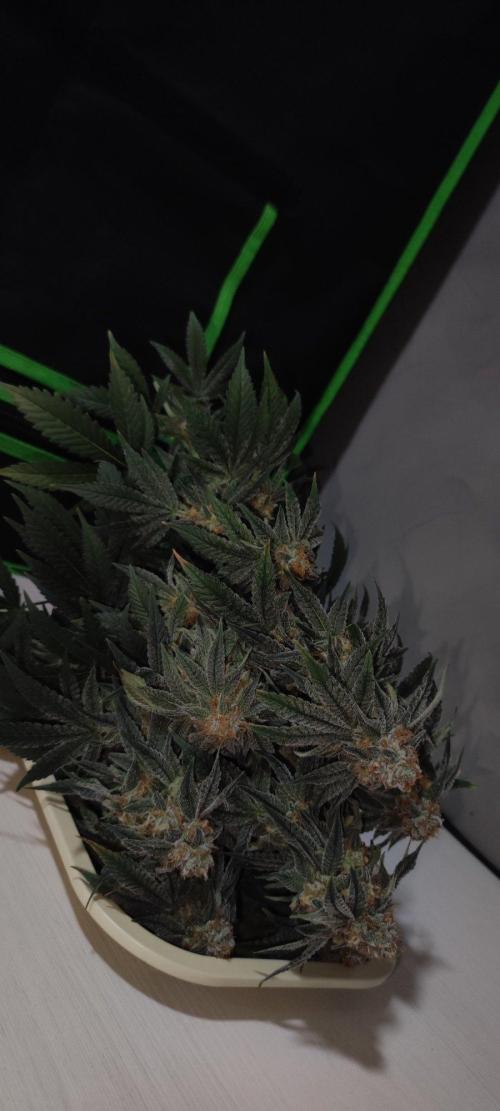Gorilla Candy. Week 14