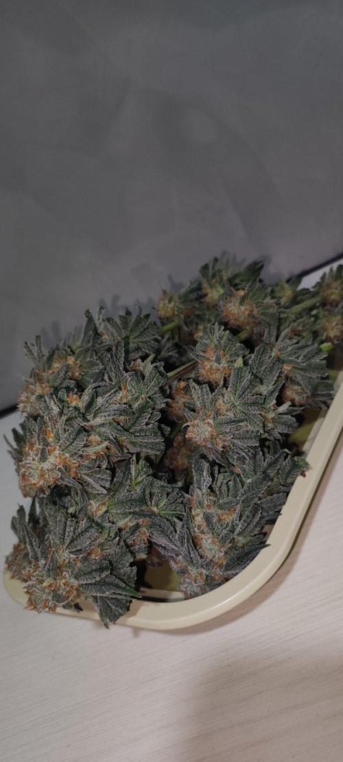 Gorilla Candy. Week 14