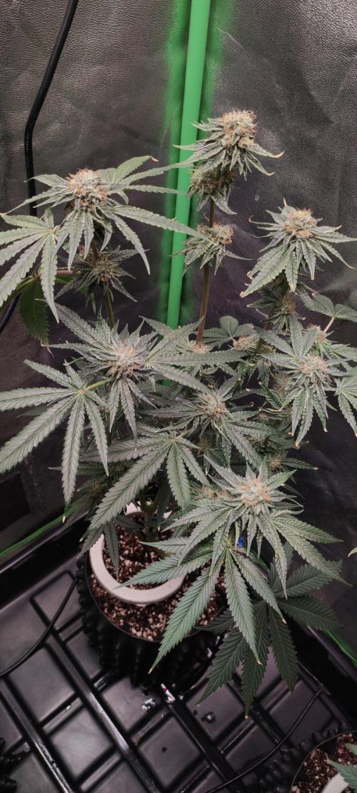 Wedding Cake. Week 13