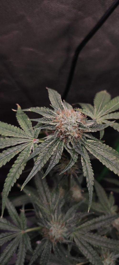 Wedding Cake. Week 13