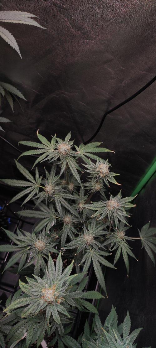 Wedding Cake. Week 13