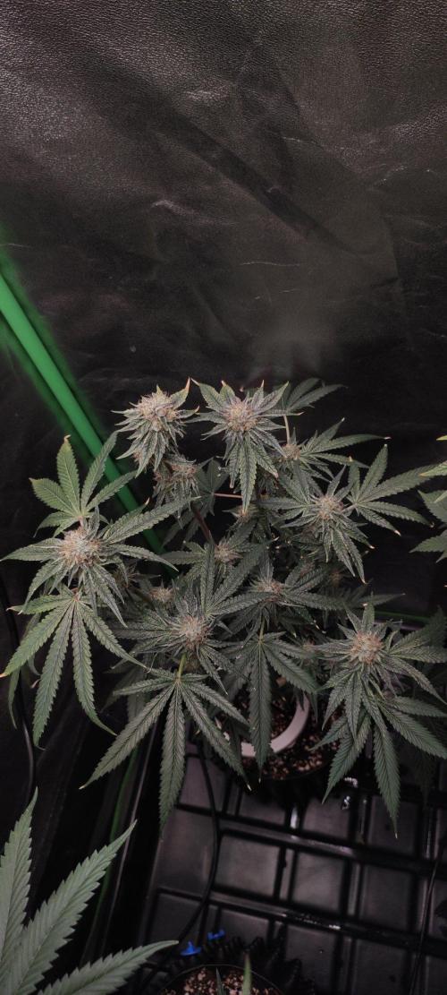 Wedding Cake. Week 13