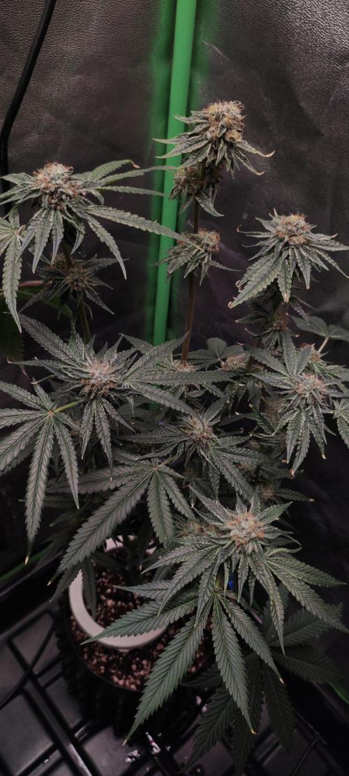 Wedding Cake. Week 13