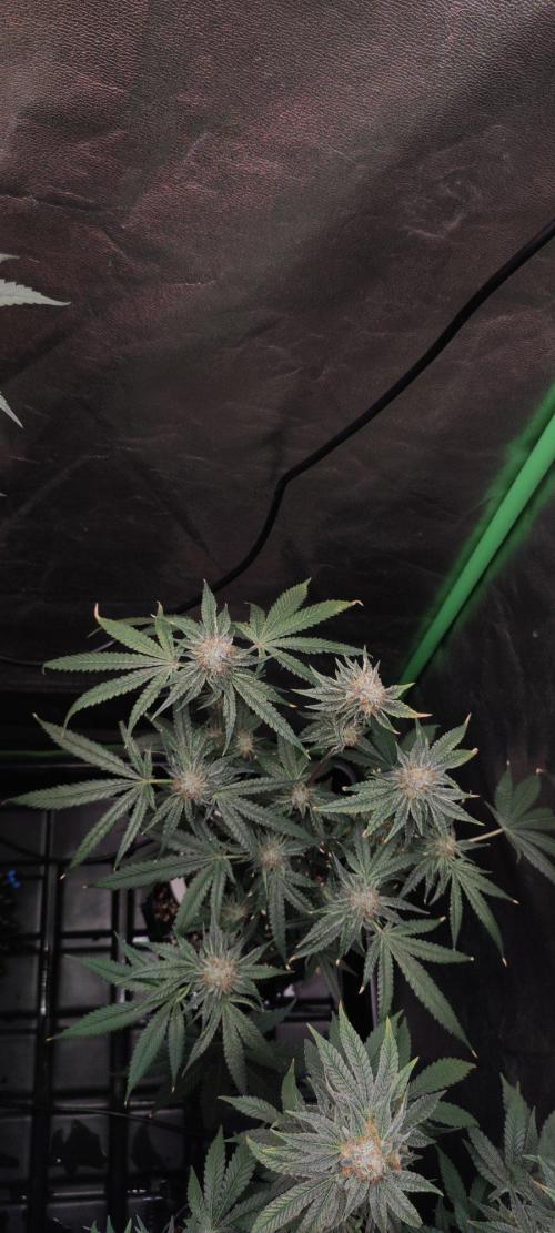 Wedding Cake. Week 13