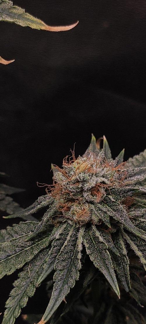 Wedding Cake. Week 13