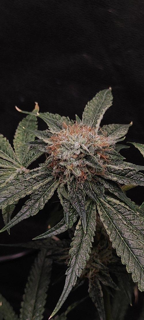 Wedding Cake. Week 13