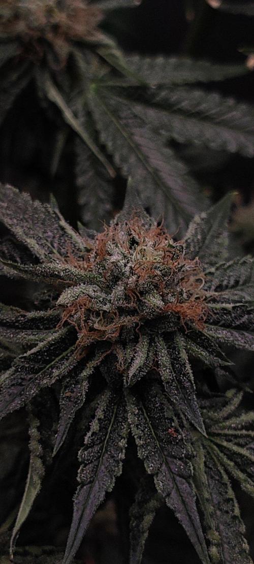 Wedding Cake. Week 13