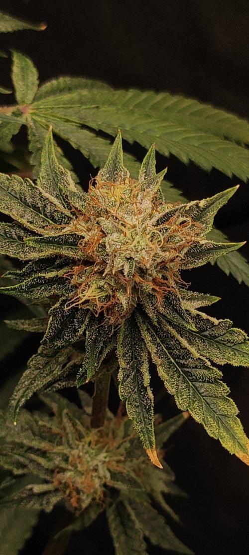 Wedding Cake. Week 13