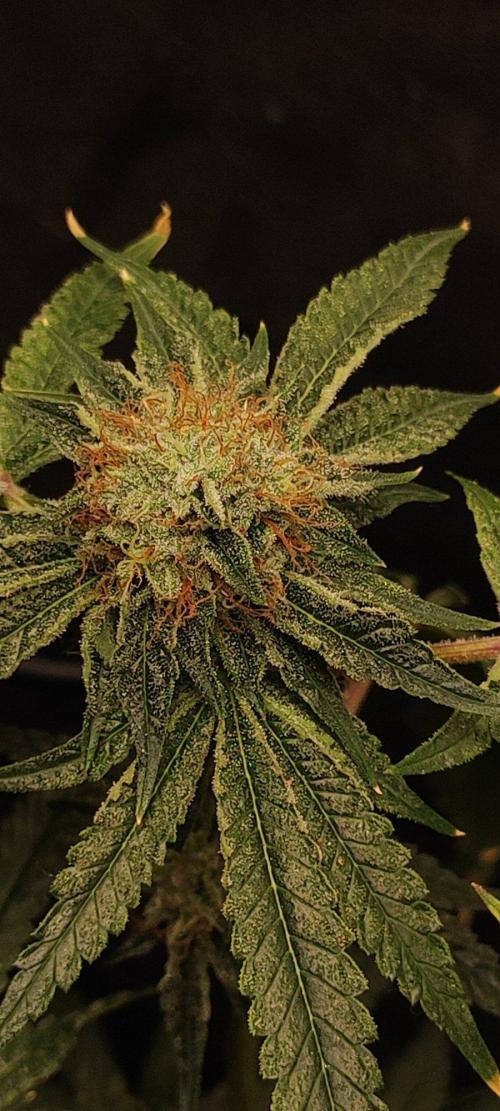 Wedding Cake. Week 13