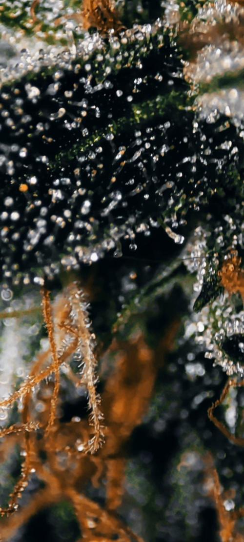 Wedding Cake. Week 13