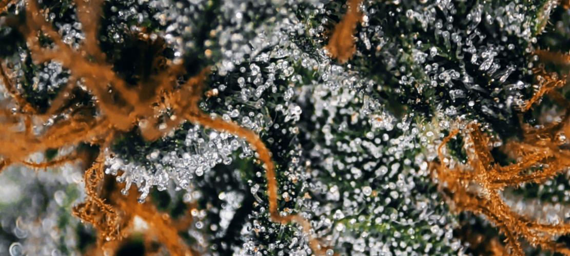 Wedding Cake. Week 13