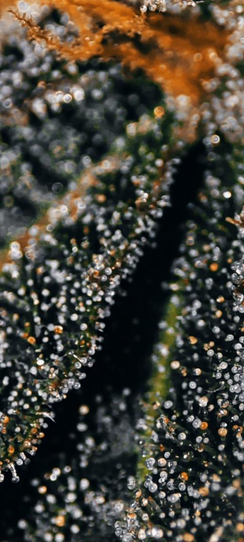 Wedding Cake. Week 13