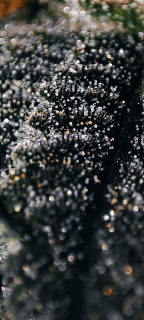 Wedding Cake. Week 13