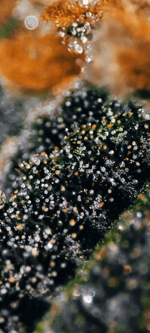 Wedding Cake. Week 13