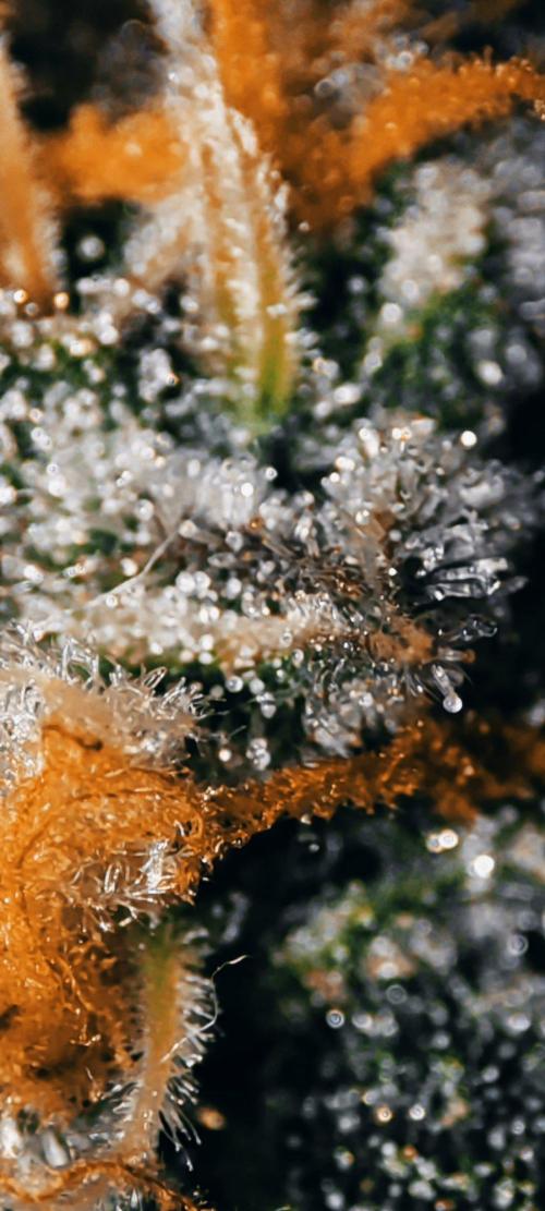Wedding Cake. Week 13