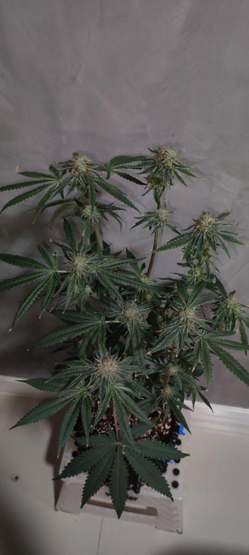 Wedding Cake. Week 14