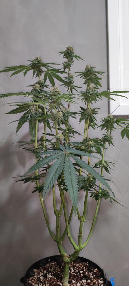 Wedding Cake. Week 14