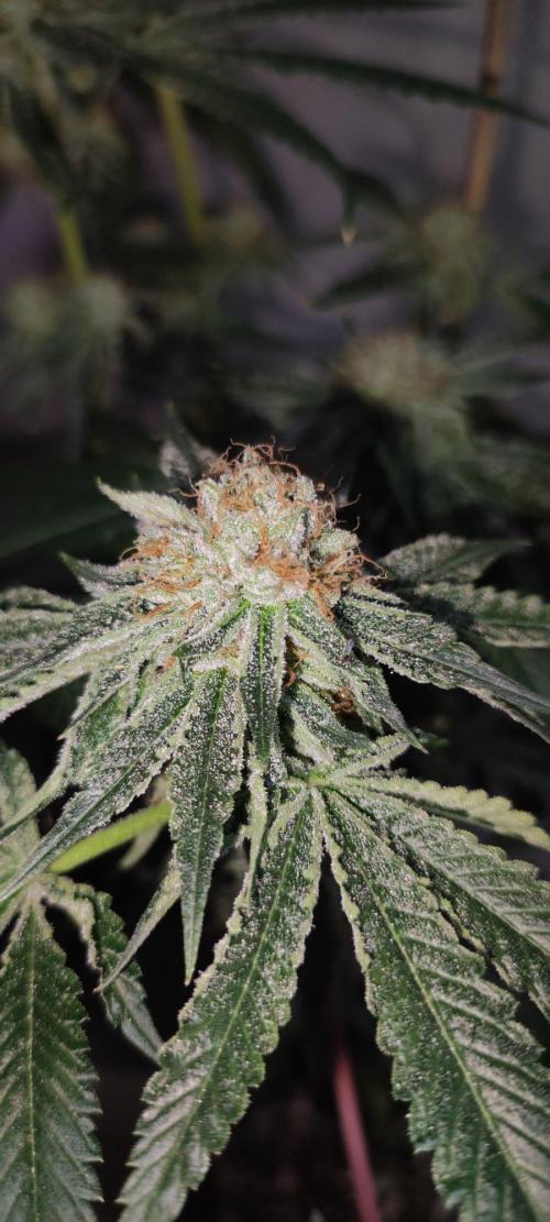 Wedding Cake. Week 14