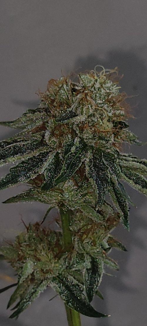 Wedding Cake. Week 14