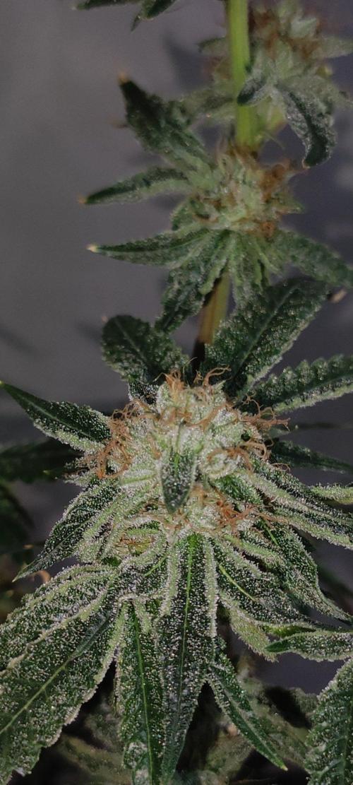 Wedding Cake. Week 14