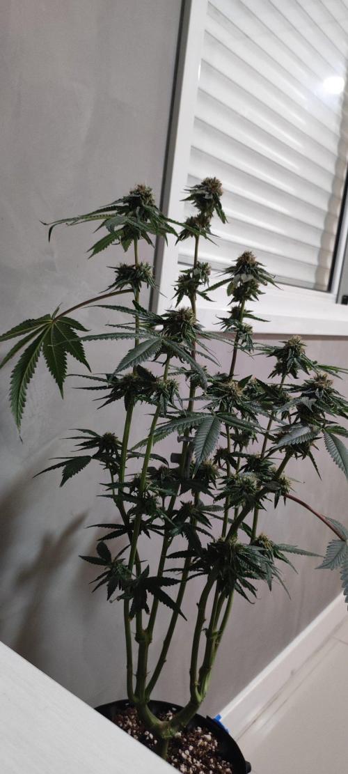 Wedding Cake. Week 14