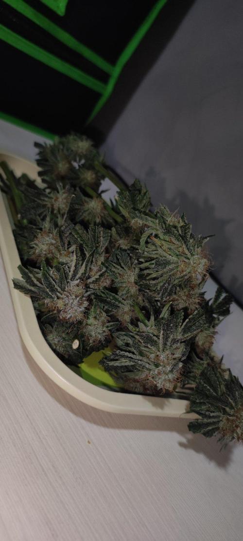 Wedding Cake. Week 14