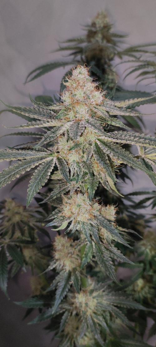 Georgia Pie. Week 14