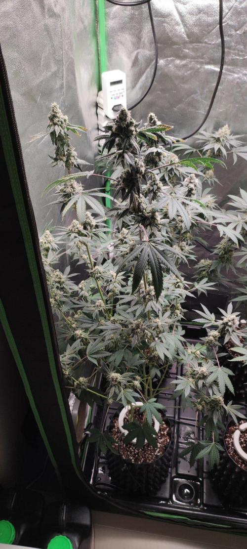 Grape Pie. Week 12