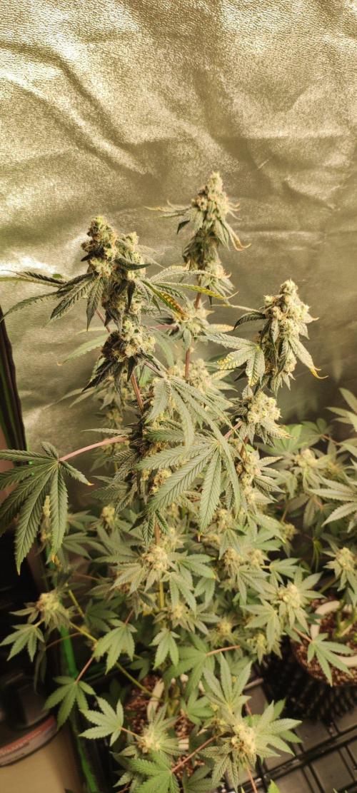 Grape Pie. Week 12