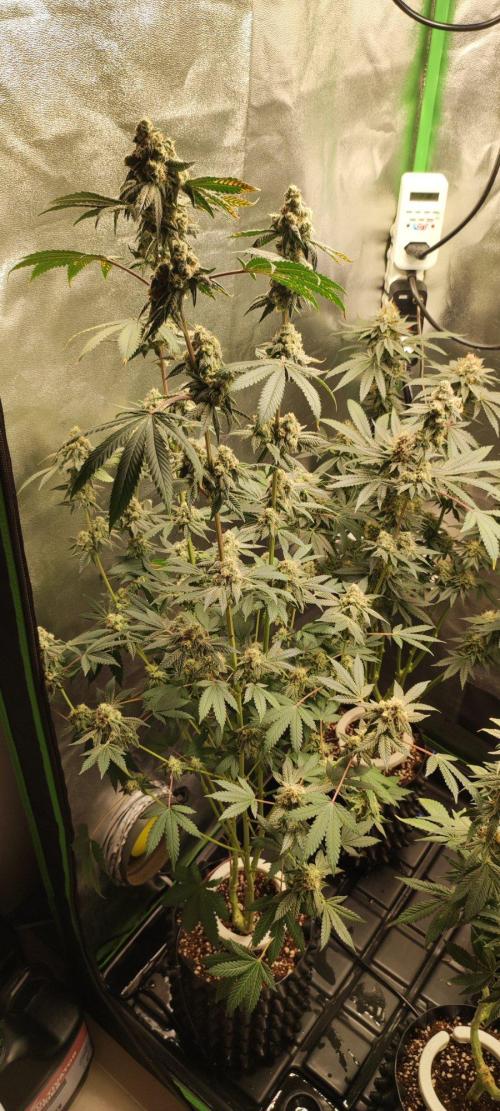 Grape Pie. Week 12