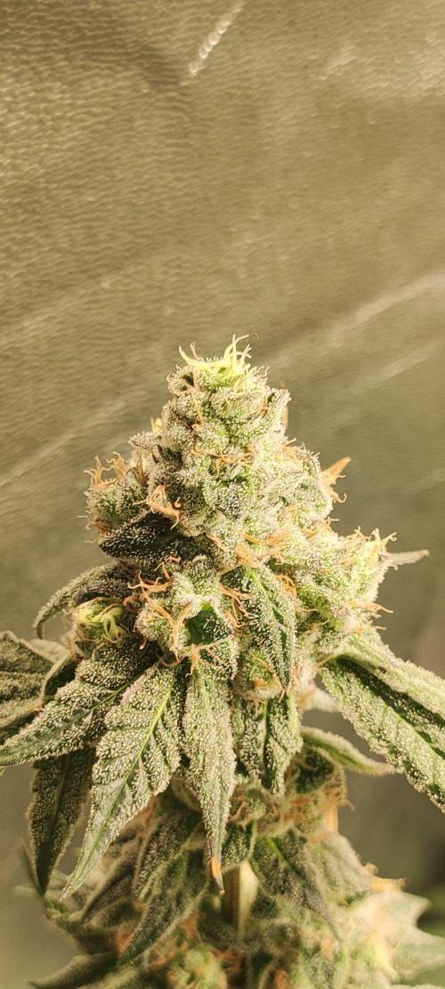 Grape Pie. Week 12