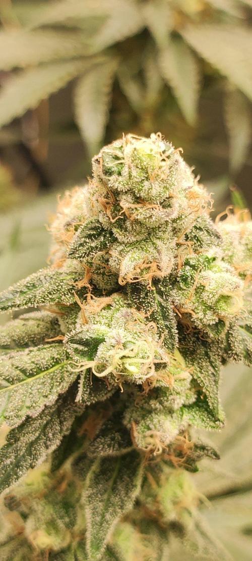 Grape Pie. Week 12