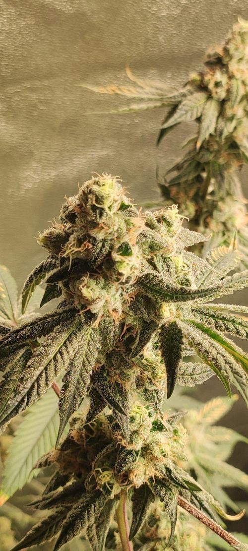 Grape Pie. Week 12