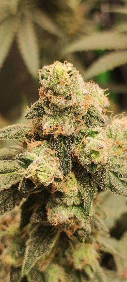 Grape Pie. Week 12