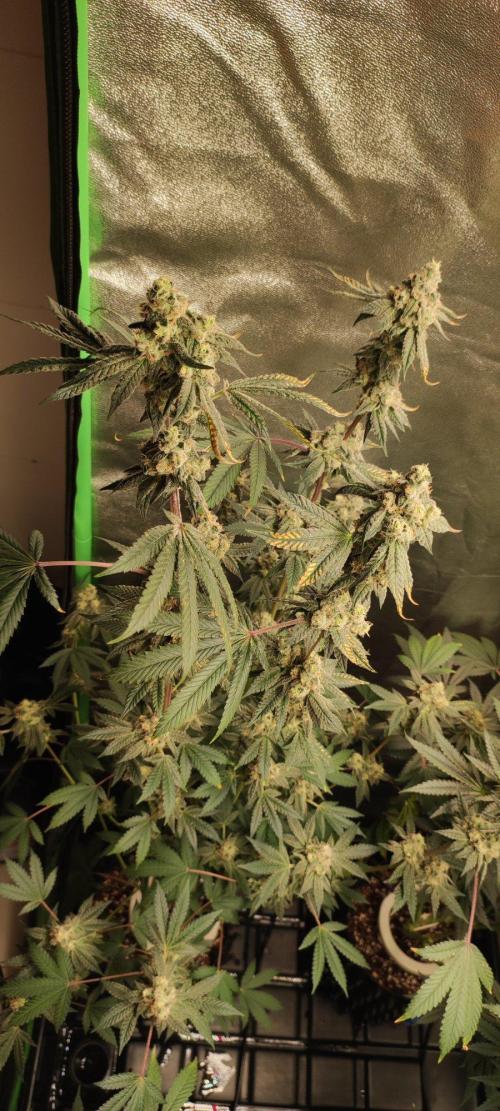 Grape Pie. Week 12