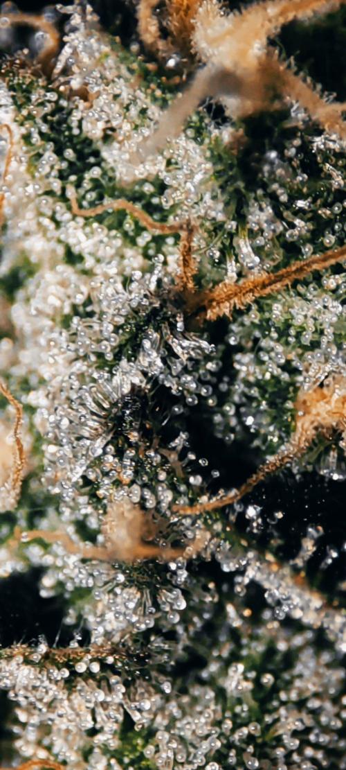 Grape Pie. Week 12