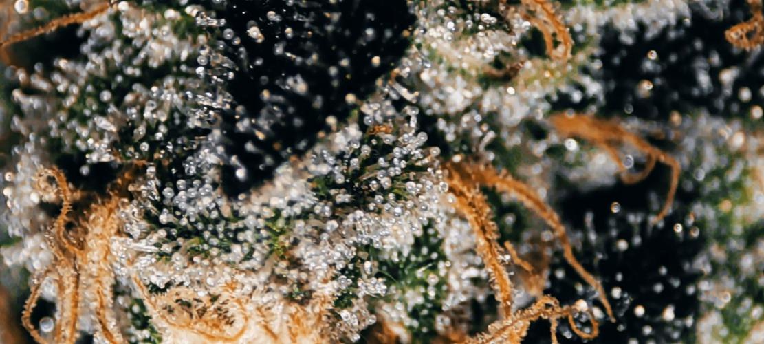 Grape Pie. Week 12