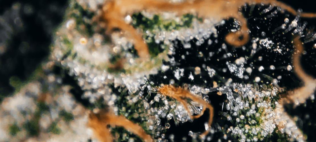 Grape Pie. Week 12