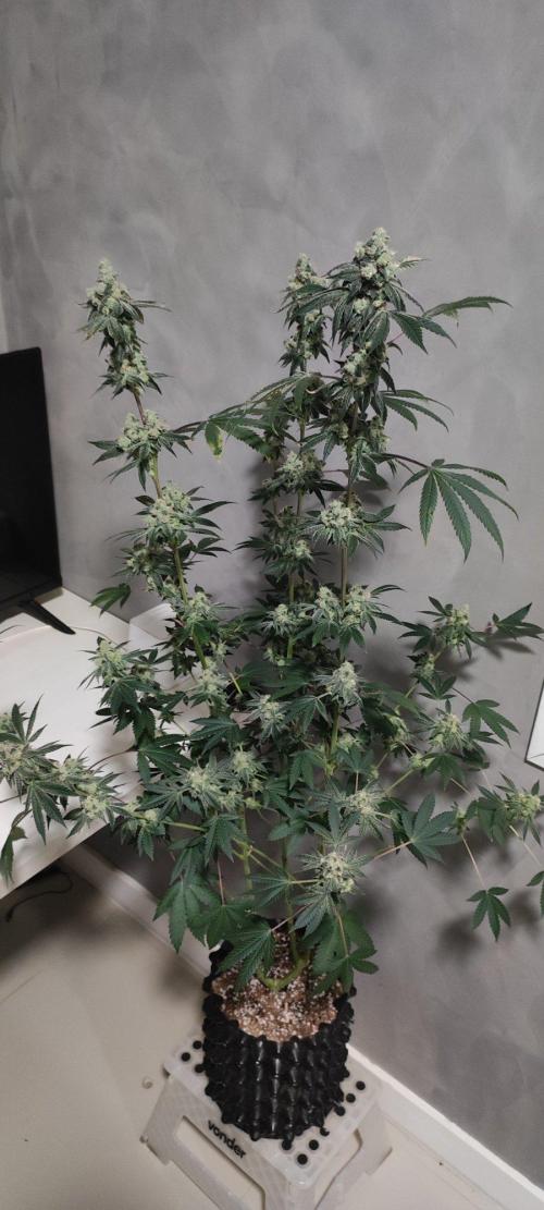 Grape Pie. Week 13