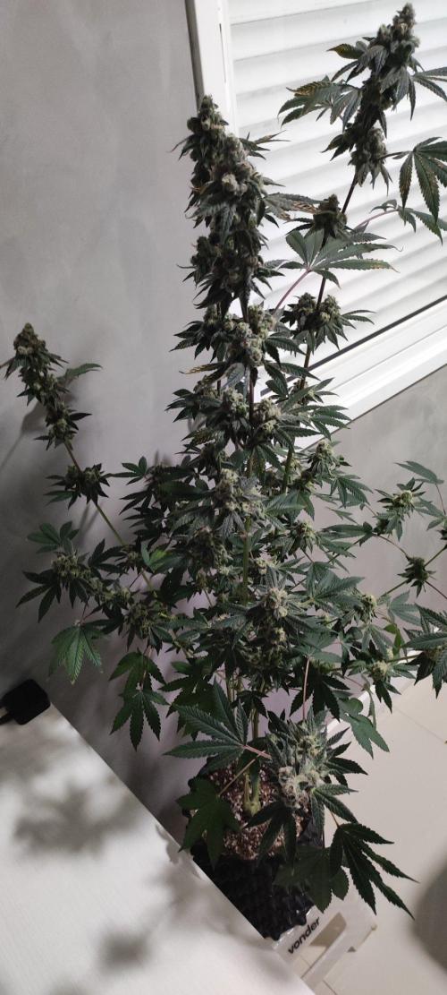 Grape Pie. Week 13