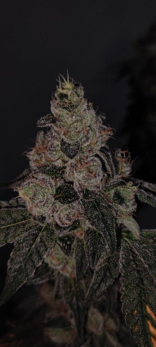 Grape Pie. Week 13