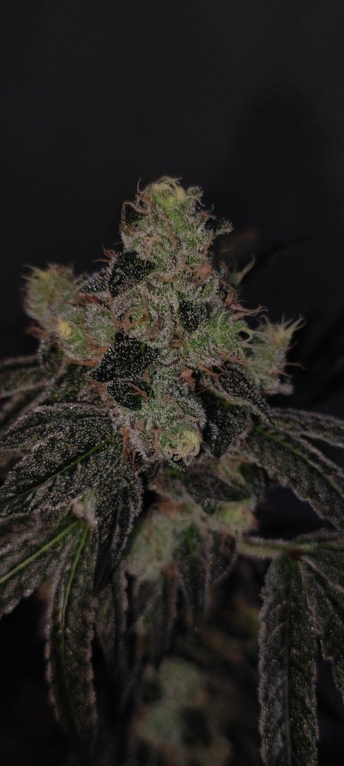 Grape Pie. Week 13