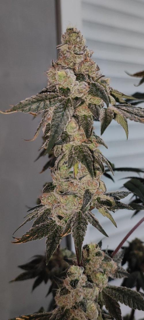 Grape Pie. Week 13