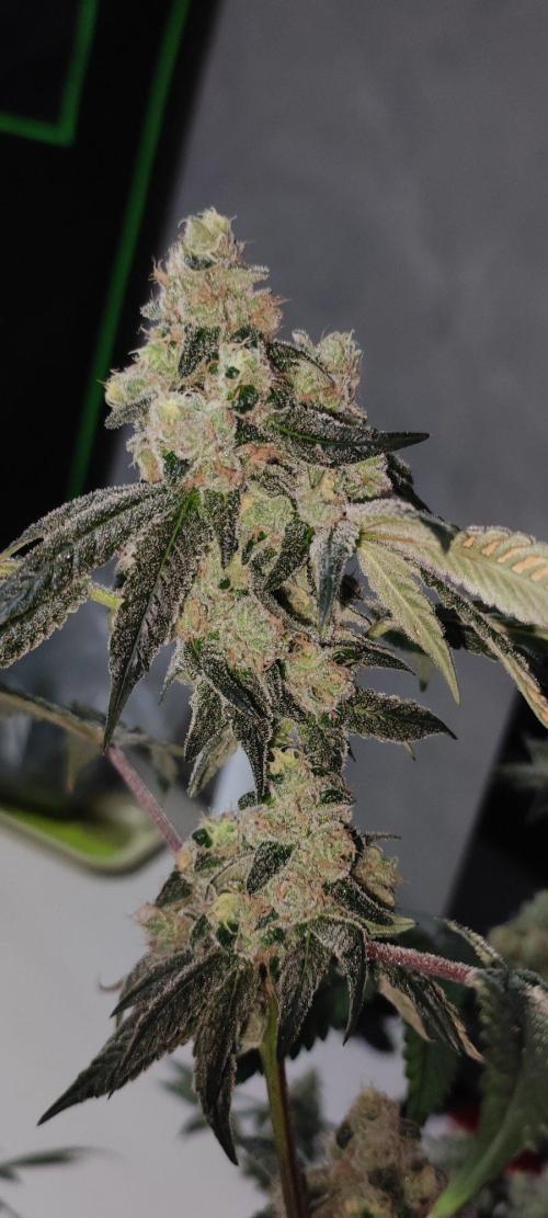 Grape Pie. Week 13
