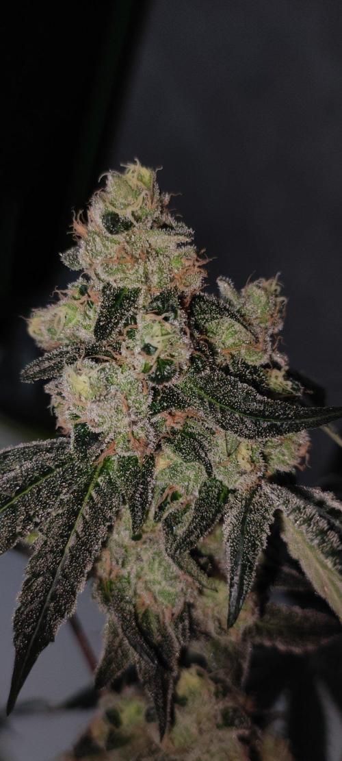 Grape Pie. Week 13