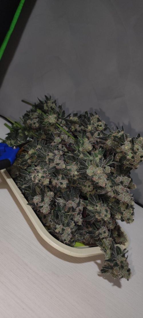 Grape Pie. Week 13