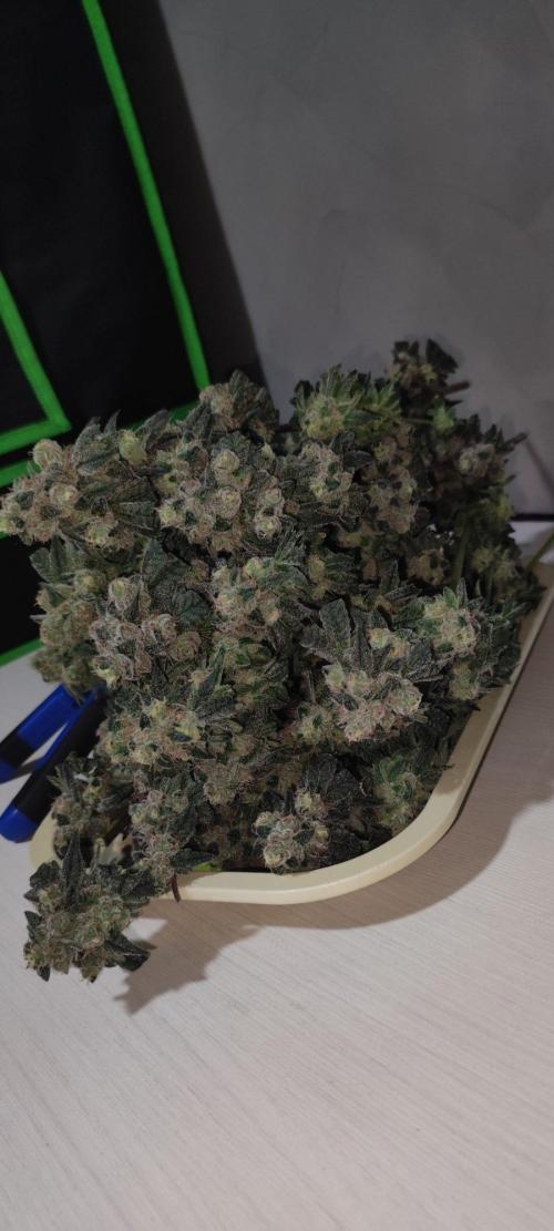 Grape Pie. Week 13