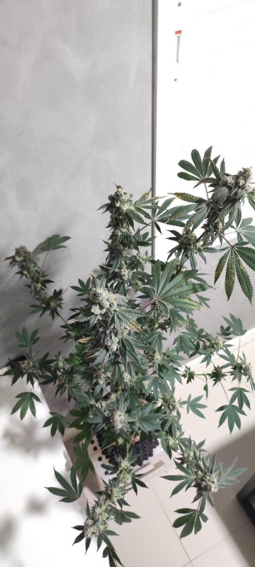 Grape Pie. Week 13